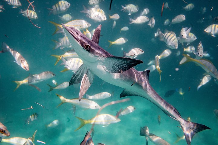 Crociera in catamarano all'isola di Icacos, Porto Rico, con snorkeling e attività balneari, foto 10 | wizardtrip
