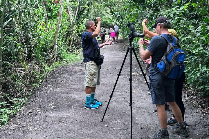 Visite guidée des paresseux dans la forêt tropicale de La Fortuna, Costa Rica, avec observation de la faune, photo 6 | wizardtrip