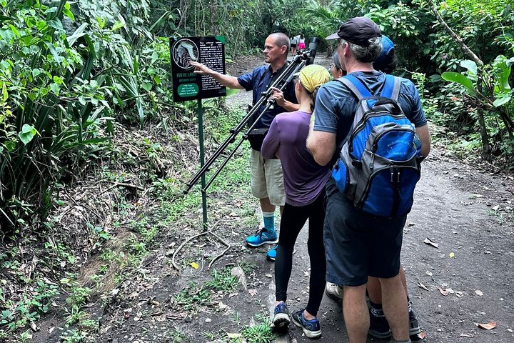 Visite guidée des paresseux dans la forêt tropicale de La Fortuna, Costa Rica, avec observation de la faune, photo 7 | wizardtrip