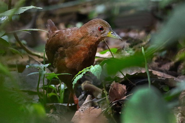 Visite guidée des paresseux dans la forêt tropicale de La Fortuna, Costa Rica, avec observation de la faune, photo 8 | wizardtrip