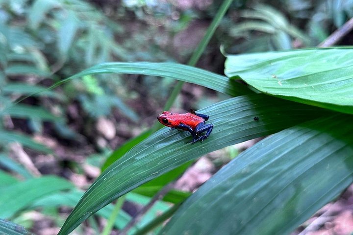Visite guidée des paresseux dans la forêt tropicale de La Fortuna, Costa Rica, avec observation de la faune, photo 9 | wizardtrip