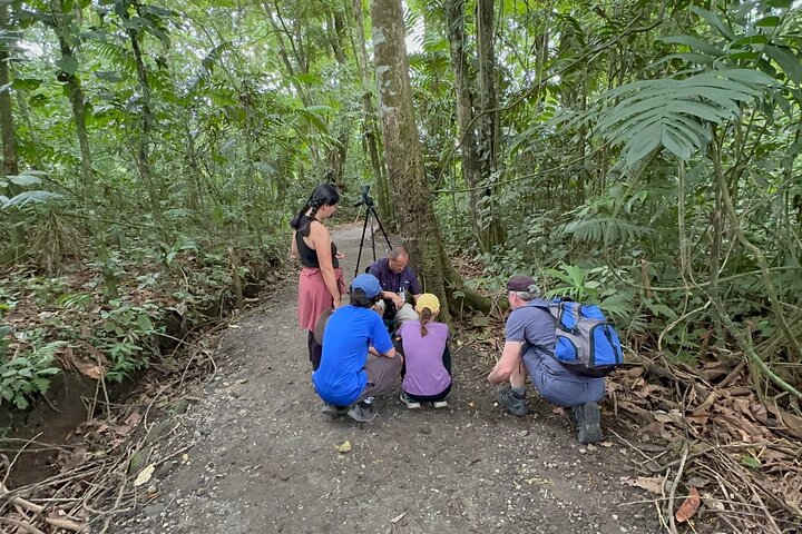Visite guidée des paresseux dans la forêt tropicale de La Fortuna, Costa Rica, avec observation de la faune, photo 10 | wizardtrip