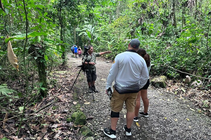 Visite guidée des paresseux dans la forêt tropicale de La Fortuna, Costa Rica, avec observation de la faune, photo 12 | wizardtrip