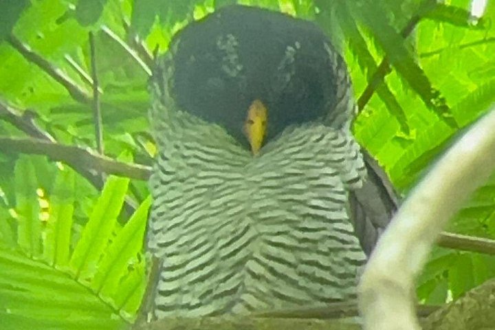 Visite guidée des paresseux dans la forêt tropicale de La Fortuna, Costa Rica, avec observation de la faune, photo 13 | wizardtrip