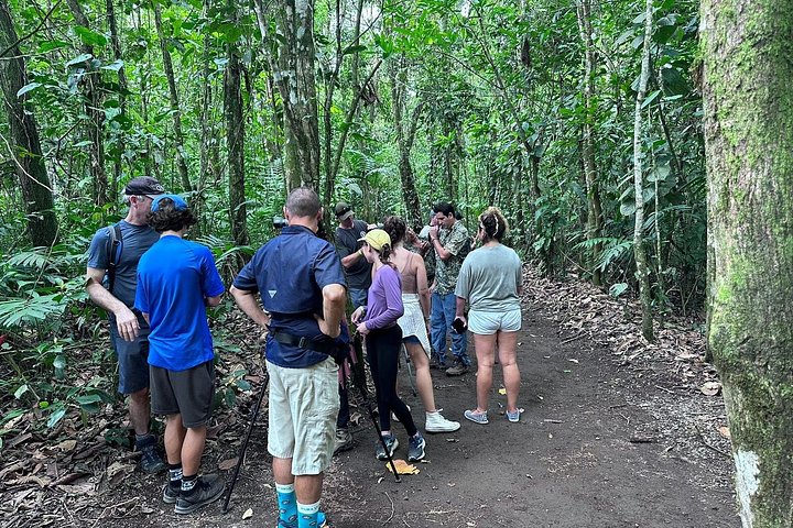 Visite guidée des paresseux dans la forêt tropicale de La Fortuna, Costa Rica, avec observation de la faune, photo 14 | wizardtrip