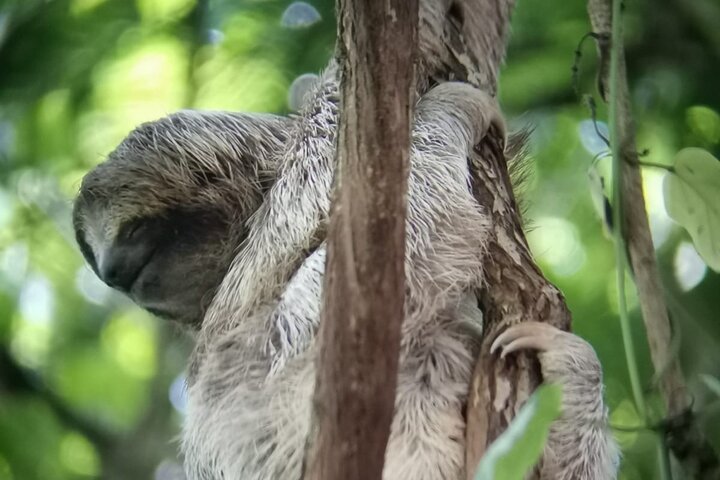 Visite guidée des paresseux dans la forêt tropicale de La Fortuna, Costa Rica, avec observation de la faune, photo 15 | wizardtrip