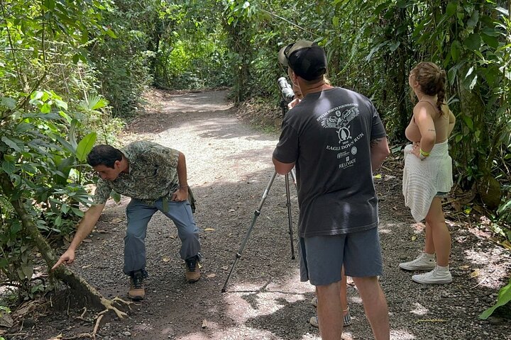 Visite guidée des paresseux dans la forêt tropicale de La Fortuna, Costa Rica, avec observation de la faune, photo 16 | wizardtrip