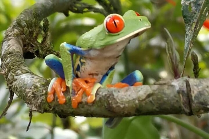 Visite guidée des paresseux dans la forêt tropicale de La Fortuna, Costa Rica, avec observation de la faune, photo 17 | wizardtrip