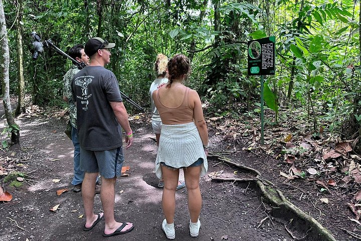 Visite guidée des paresseux dans la forêt tropicale de La Fortuna, Costa Rica, avec observation de la faune, photo 18 | wizardtrip