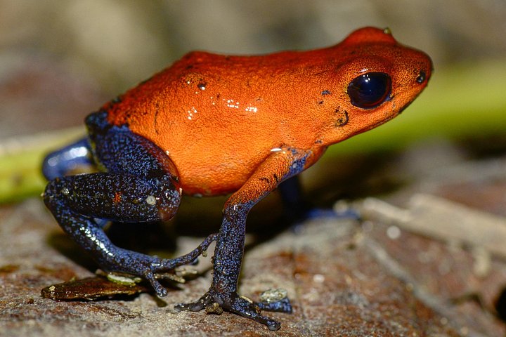 Visite guidée des paresseux dans la forêt tropicale de La Fortuna, Costa Rica, avec observation de la faune, photo 20 | wizardtrip