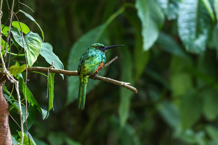 Visite guidée des paresseux dans la forêt tropicale de La Fortuna, Costa Rica, avec observation de la faune, photo 21 | wizardtrip