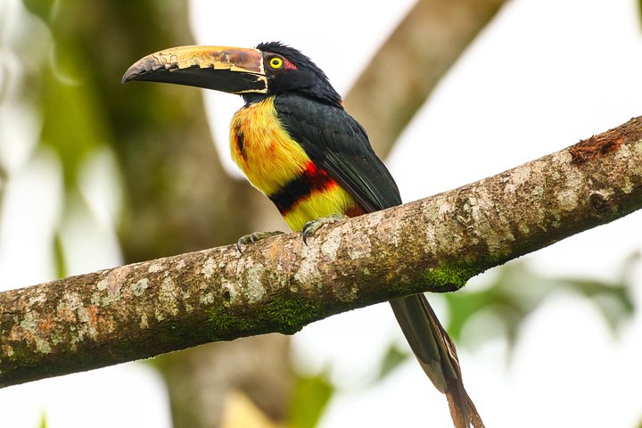 Visite guidée des paresseux dans la forêt tropicale de La Fortuna, Costa Rica, avec observation de la faune, photo 22 | wizardtrip