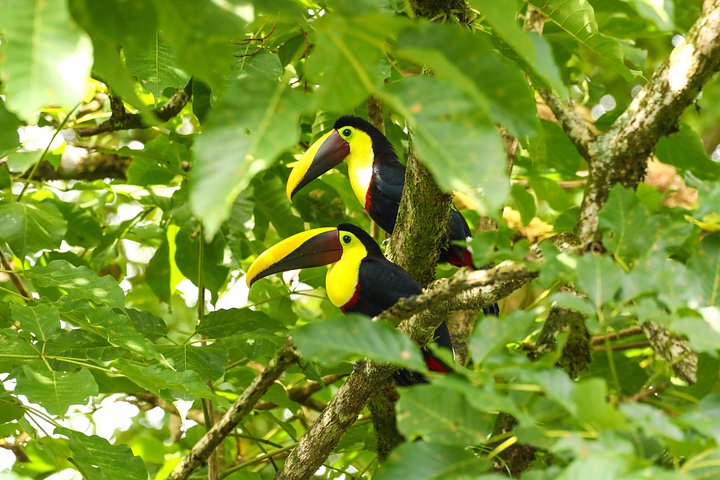 Visite guidée des paresseux dans la forêt tropicale de La Fortuna, Costa Rica, avec observation de la faune, photo 23 | wizardtrip