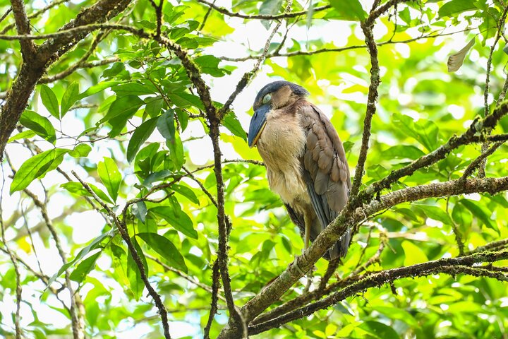 Visite guidée des paresseux dans la forêt tropicale de La Fortuna, Costa Rica, avec observation de la faune, photo 24 | wizardtrip