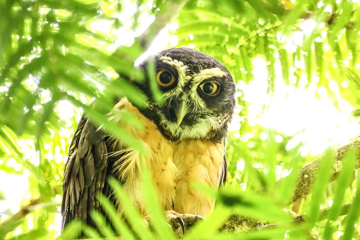 Visite guidée des paresseux dans la forêt tropicale de La Fortuna, Costa Rica, avec observation de la faune, photo 25 | wizardtrip