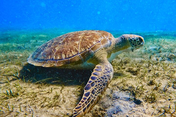 Guidet snorkeltur ved Phil Foster Park (kun ved flo sjø – gratis videoer) | wizardtrip