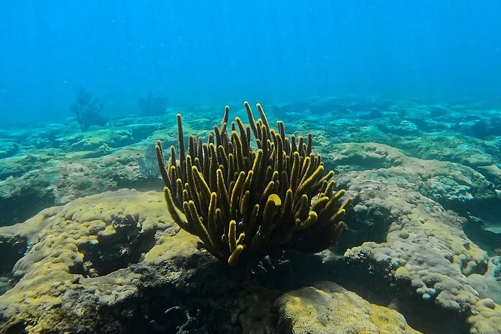 Guidad snorkeltur vid Phil Foster Park, West Palm Beach, som visar marint liv och korallrev, foto 6 | wizardtrip
