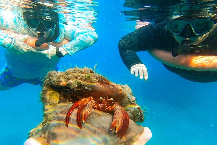 Guidad snorkeltur vid Phil Foster Park, West Palm Beach, som visar marint liv och korallrev, foto 7 | wizardtrip