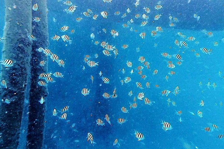 Guidad snorkeltur vid Phil Foster Park, West Palm Beach, som visar marint liv och korallrev, foto 8 | wizardtrip
