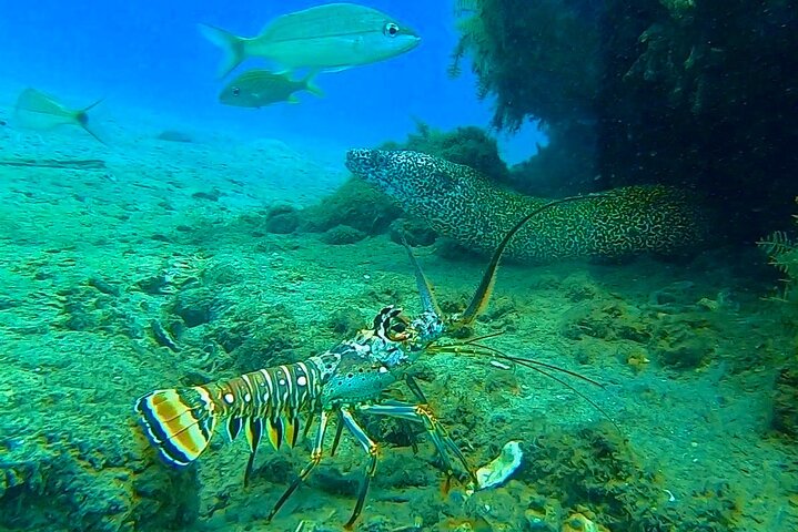 Guidad snorkeltur vid Phil Foster Park, West Palm Beach, som visar marint liv och korallrev, foto 10 | wizardtrip