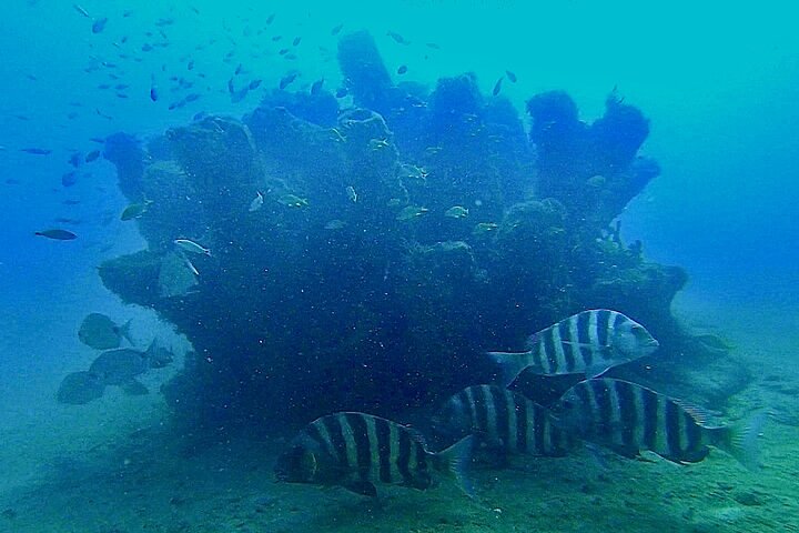 Guidad snorkeltur vid Phil Foster Park, West Palm Beach, som visar marint liv och korallrev, foto 12 | wizardtrip