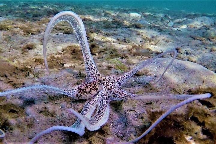 Guidad snorkeltur vid Phil Foster Park, West Palm Beach, som visar marint liv och korallrev, foto 13 | wizardtrip