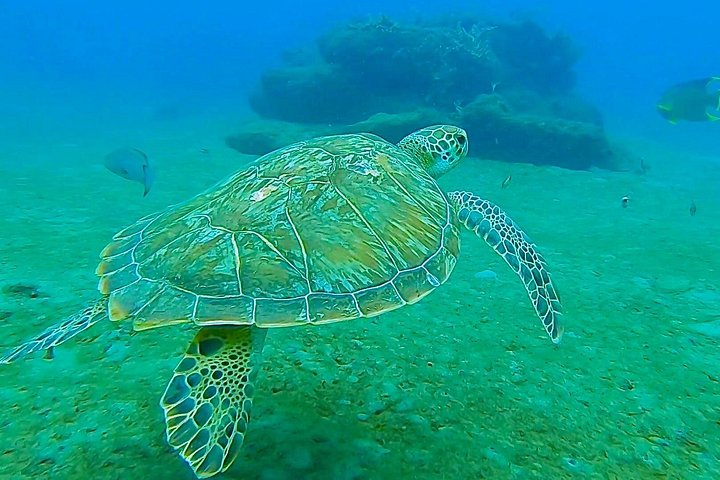 Guidad snorkeltur vid Phil Foster Park, West Palm Beach, som visar marint liv och korallrev, foto 14 | wizardtrip