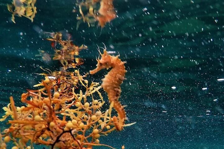 Guidad snorkeltur vid Phil Foster Park, West Palm Beach, som visar marint liv och korallrev, foto 15 | wizardtrip