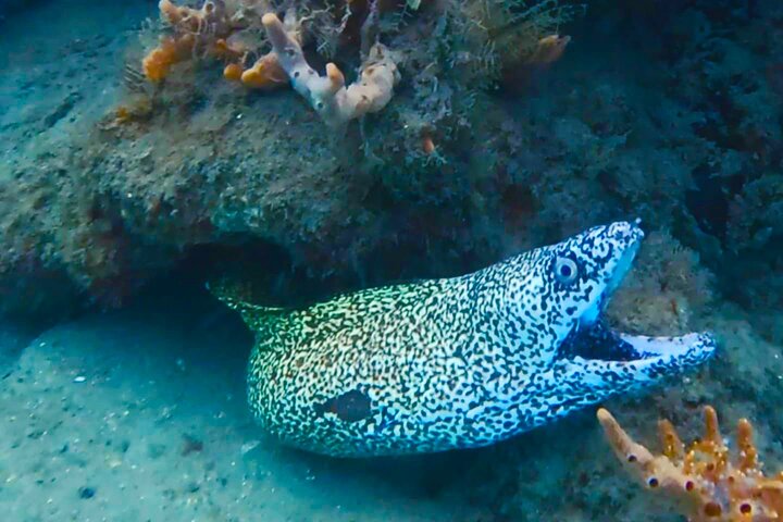 Guidad snorkeltur vid Phil Foster Park, West Palm Beach, som visar marint liv och korallrev, foto 17 | wizardtrip