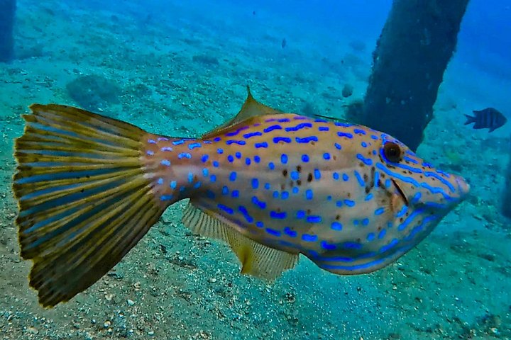 Guidad snorkeltur vid Phil Foster Park, West Palm Beach, som visar marint liv och korallrev, foto 18 | wizardtrip