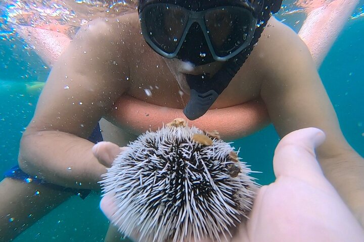 Guidad snorkeltur vid Phil Foster Park, West Palm Beach, som visar marint liv och korallrev, foto 19 | wizardtrip
