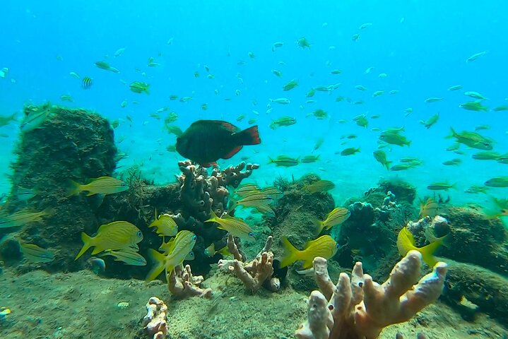 Guidad snorkeltur vid Phil Foster Park, West Palm Beach, som visar marint liv och korallrev, foto 20 | wizardtrip
