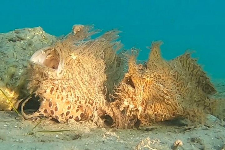 Guidad snorkeltur vid Phil Foster Park, West Palm Beach, som visar marint liv och korallrev, foto 22 | wizardtrip
