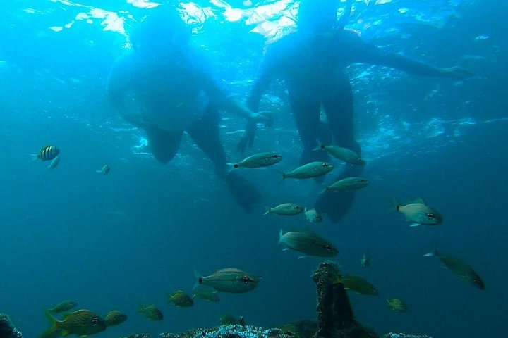 Guidad snorkeltur vid Phil Foster Park, West Palm Beach, som visar marint liv och korallrev, foto 23 | wizardtrip