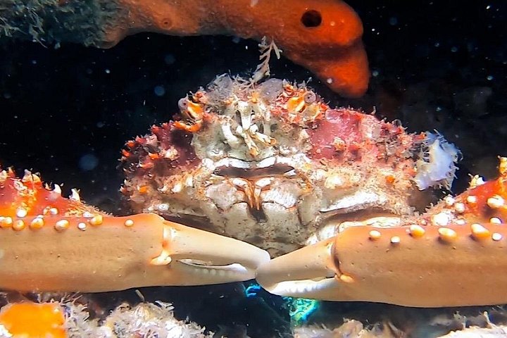 Guidad snorkeltur vid Phil Foster Park, West Palm Beach, som visar marint liv och korallrev, foto 24 | wizardtrip