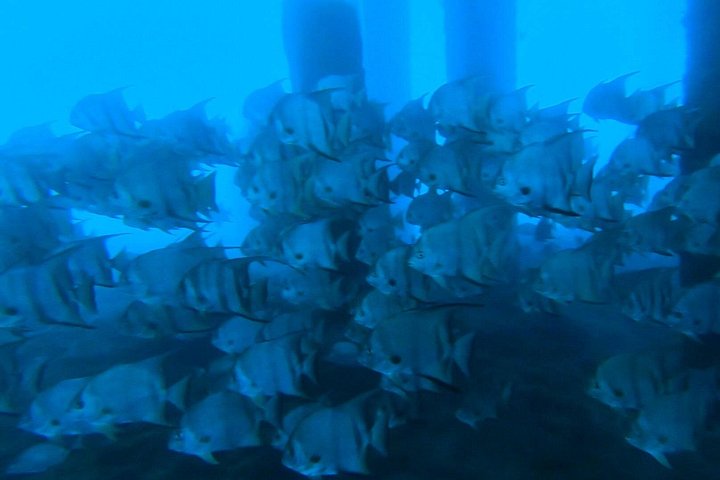 Guidad snorkeltur vid Phil Foster Park, West Palm Beach, som visar marint liv och korallrev, foto 25 | wizardtrip