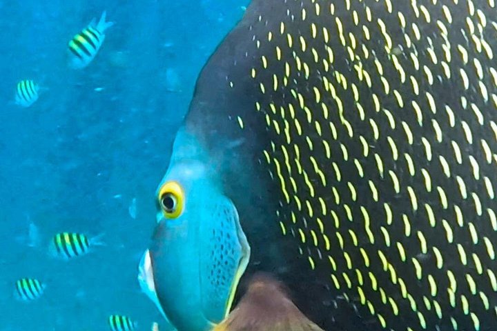 Guidad snorkeltur vid Phil Foster Park, West Palm Beach, som visar marint liv och korallrev, foto 27 | wizardtrip