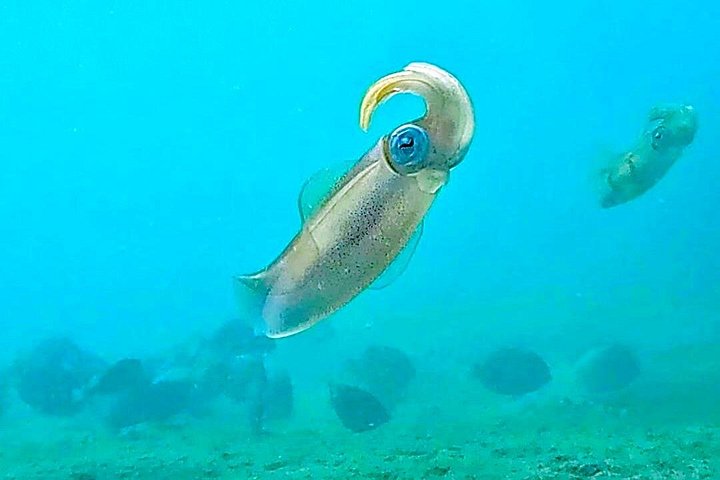 Guidad snorkeltur vid Phil Foster Park, West Palm Beach, som visar marint liv och korallrev, foto 28 | wizardtrip