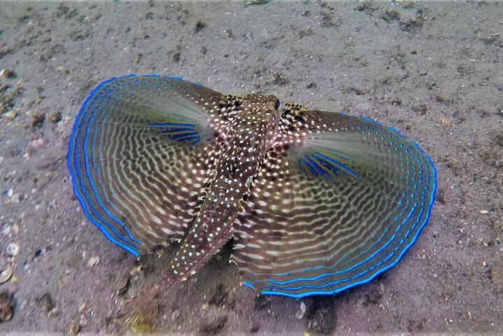 Guidad snorkeltur vid Phil Foster Park, West Palm Beach, som visar marint liv och korallrev, foto 29 | wizardtrip