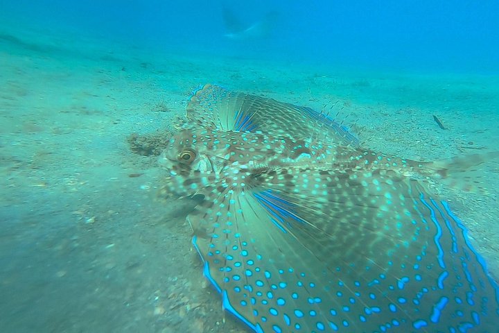 Guidad snorkeltur vid Phil Foster Park, West Palm Beach, som visar marint liv och korallrev, foto 30 | wizardtrip