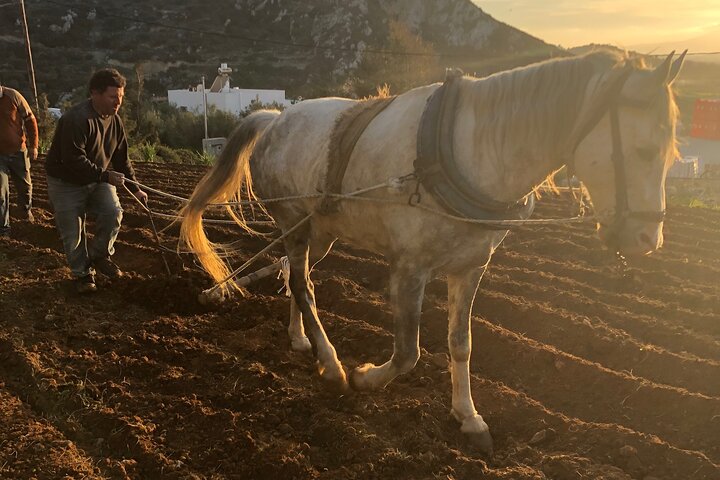 Experiência numa quinta de Naxos com aula de culinária, encontros com animais e degustação de comida local em Naxos, Grécia, foto 8 | wizardtrip