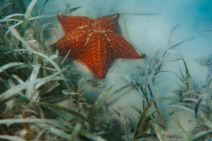 Luksus katamarantur til Saona Island, Dominikanske Republik, med snorkling og strandafslapning, foto 7 | wizardtrip