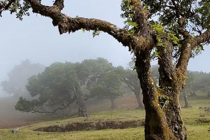 Landschaftliche Tour entlang der Westküste Madeiras mit Wasserfällen, Wäldern und Küstendörfern, Foto 7 | wizardtrip