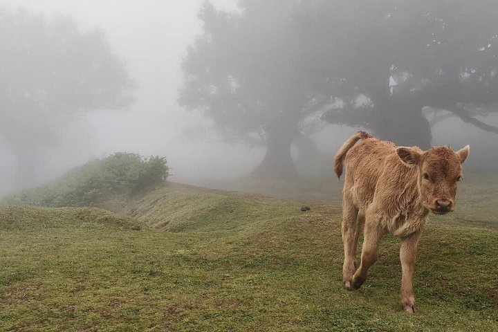 Landschaftliche Tour entlang der Westküste Madeiras mit Wasserfällen, Wäldern und Küstendörfern, Foto 28 | wizardtrip