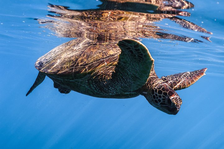 Plongée avec tuba à Turtle Canyon à Waikiki avec garantie de tortues | wizardtrip