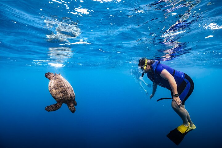 Excursion de plongée avec tuba à Waikiki, Oahu, avec des tortues vertes et des vues panoramiques, photo 7 | wizardtrip