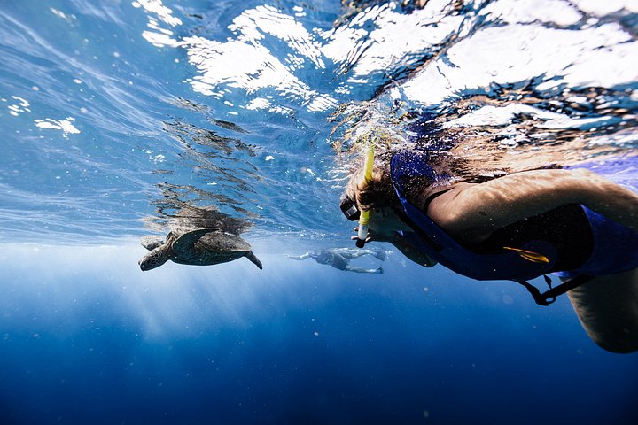 Excursion de plongée avec tuba à Waikiki, Oahu, avec des tortues vertes et des vues panoramiques, photo 8 | wizardtrip