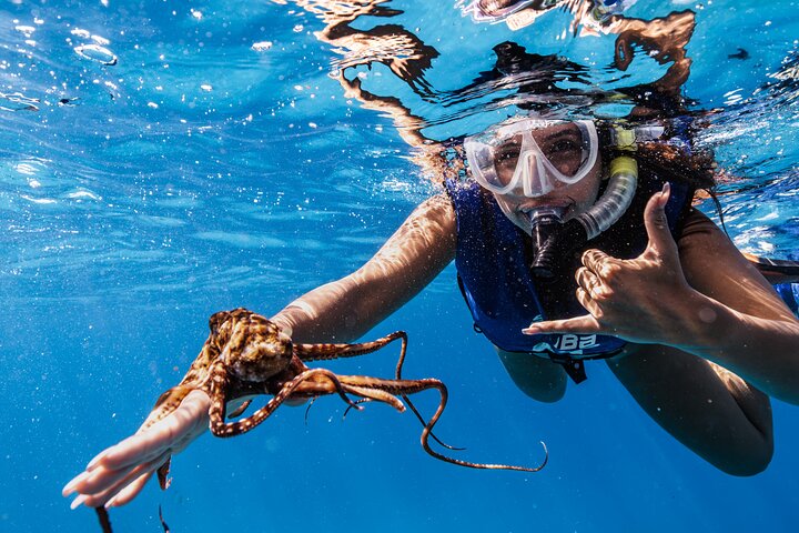 Excursion de plongée avec tuba à Waikiki, Oahu, avec des tortues vertes et des vues panoramiques, photo 9 | wizardtrip