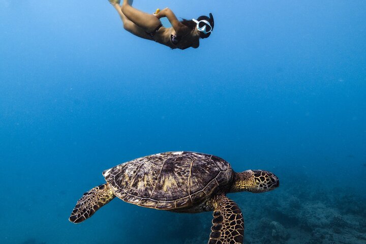 Excursion de plongée avec tuba à Waikiki, Oahu, avec des tortues vertes et des vues panoramiques, photo 10 | wizardtrip