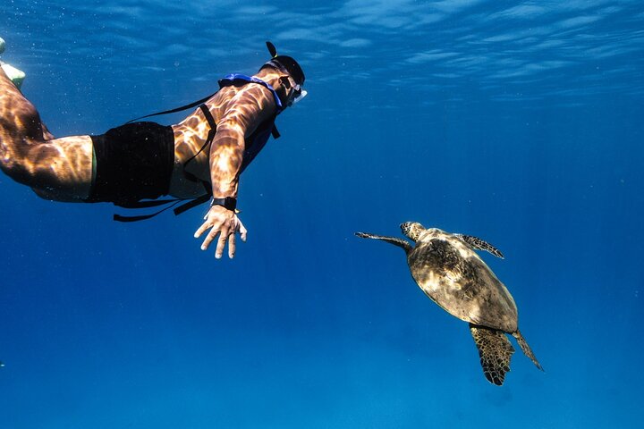 Excursion de plongée avec tuba à Waikiki, Oahu, avec des tortues vertes et des vues panoramiques, photo 12 | wizardtrip